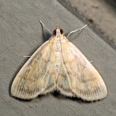 4945 - Pale-winged Crocidiphora - Crocidophora tuberculalis *