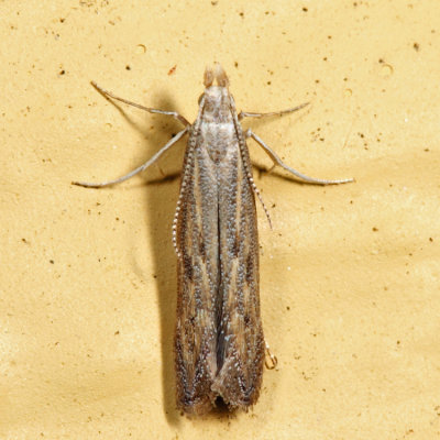 1702  Isophrictis similiella