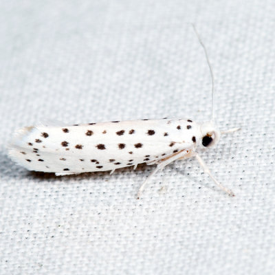 2420 - American Ermine Moth - Yponomeuta multipunctella *