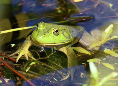 American Bullfrog - Lithobates catesbeianus