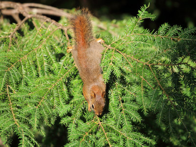 American Red Squirrel - Tamiasciurus hudsonicus