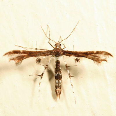 6092 - Himmelman's Plume Moth - Geina tenuidactylus*
