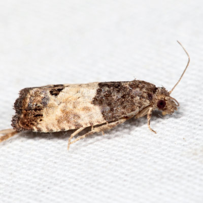 2906 – Eye-spotted Bud Moth – Spilonota ocellana *