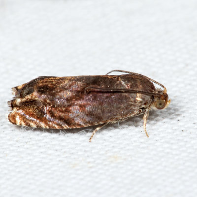  3471 – Hickory Shuckworm Moth – Cydia caryana *