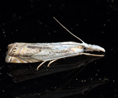 5361 – Small White Grass-veneer – Crambus albellus