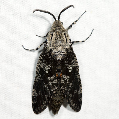 2693 - Carpenterworm Moth - Prionoxystus robiniae (male)