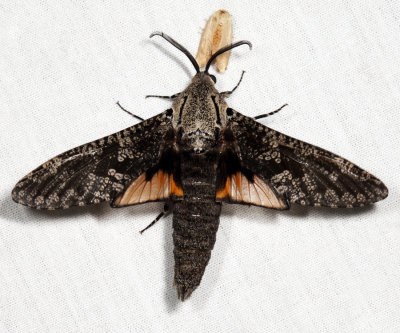 2693 - Carpenterworm Moth - Prionoxystus robiniae (male)