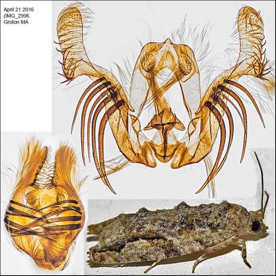 3230 - Maple Twig Borer - Proteoteras aesculana