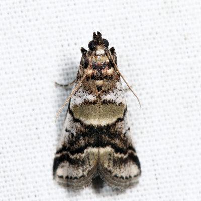 5651 - Leaf Crumpler Moth - Acrobasis indigenella *