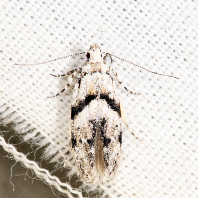 1851 - Stripe-backed Moth - Arogalea cristifasciella 7.18.11