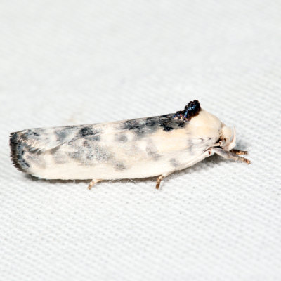 1014 - Pale Gray Bird-dropping Moth - Antaeotricha leucillana *