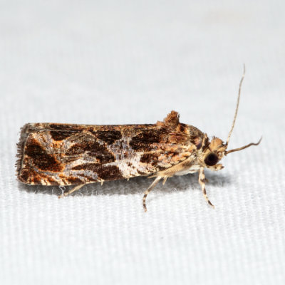 2826 - Lacuna Moth - Olethreutes lacunana *