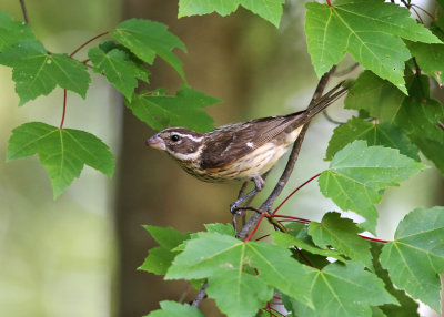 Rose-breasted Grosbeak - Pheucticus ludovicianus (female)