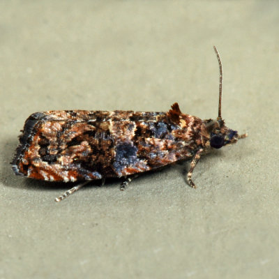 2738 – Verbena Bud Moth – Endothenia hebesana *