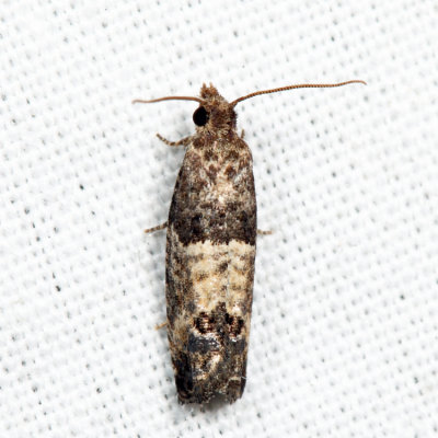 2906  Eye-spotted Bud Moth  Spilonota ocellana *