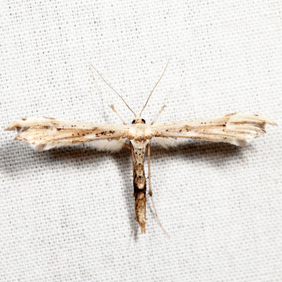 6168 – Eupatorium Plume Moth – Oidaematophorus eupatorii *