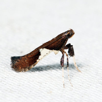 0639 – Caloptilia stigmatella *