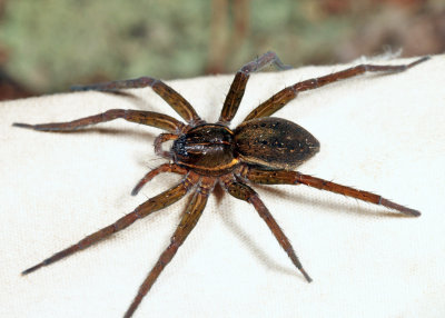 Sixspotted Fishing Spider - Dolomedes triton