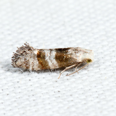 3446.2 – Corticivora parva *