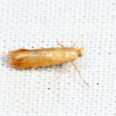  0143 – Coptotriche zelleriella *
