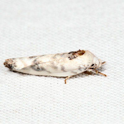 1014 - Pale Gray Bird-dropping Moth - Antaeotricha leucillana *