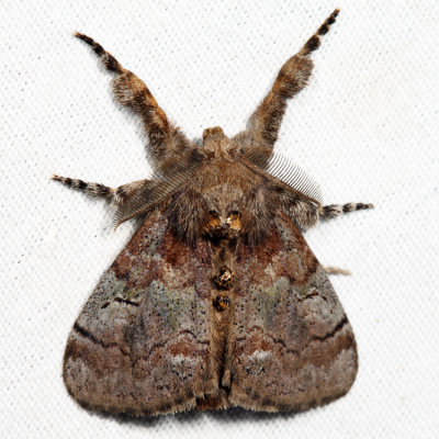 8300 – Cinnamon Tussock Moth – Dasychira cinnamomea *