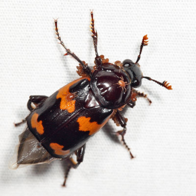 Nicrophorus sayi