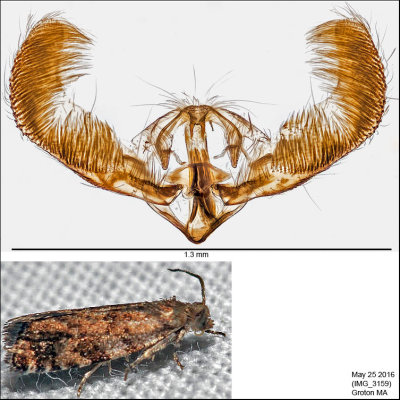 3338 - European Spruce Needleminer Moth - Epinotia nanana