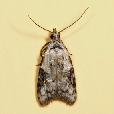 2315 - Currant Fruitworm Moth - Carposina fernaldana 