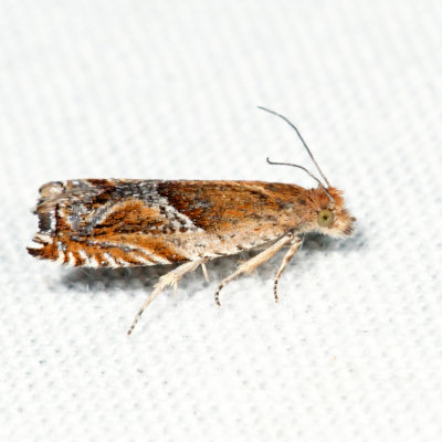 3374 - Strawberry Leafroller - Ancylis comptana 