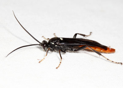 Protichneumon grandis