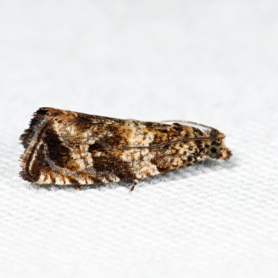 2859  Celypha Moth  Celypha cespitana