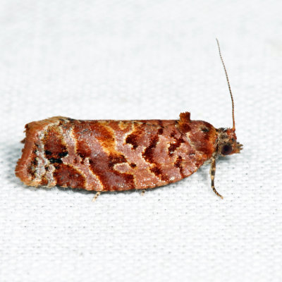 3603 – Jack Pine Tube Moth – Argyrotaenia tabulana
