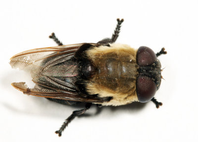 Squirrel Bot Fly - Cuterebra emasculator