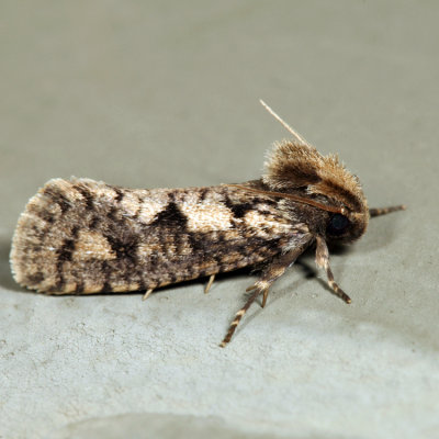 0373 – Clemens' Grass Tubeworm Moth – Acrolophus popeanella