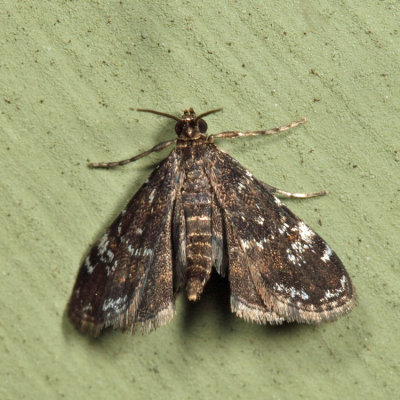 4754  Elophila tinealis