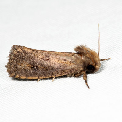 0373  Clemens' Grass Tubeworm Moth  Acrolophus popeanella