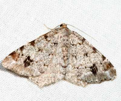 6343  Six-spotted Angle  Macaria sexmaculata