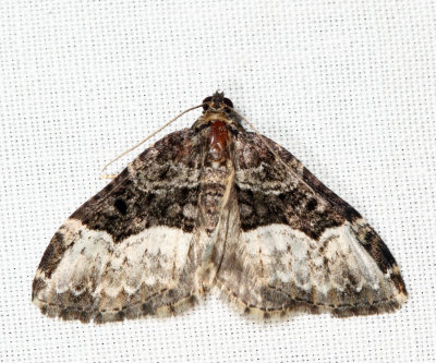 7399  Sharp-angled Carpet Moth  Euphyia intermediata