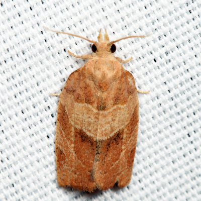 3594  Three-lined Leafroller  Pandemis limitata