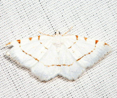 6273 - Lesser Maple Spanworm - Speranza pustularia