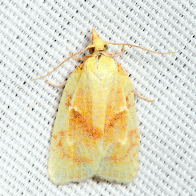 3725  Maple-basswood Leafroller  Cenopis pettitana