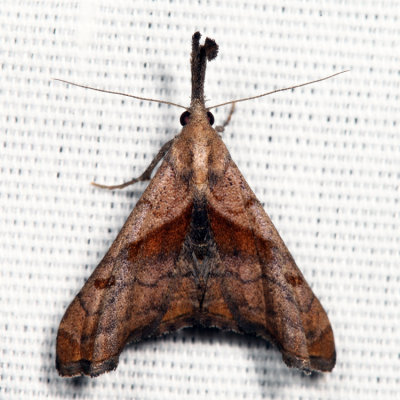 8397 - Dark-spotted Palthis - Palthis angulalis