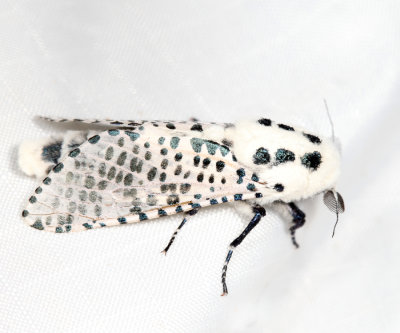 2700 - Wood Leopard Moth - Zeuzera pyrina