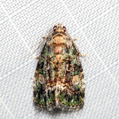 9051 - Small Mossy Lithacodia - Lithacodia musta