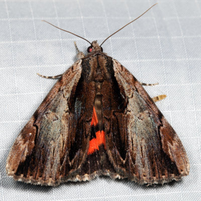 8857  Ultronia Underwing  Catocala ultronia