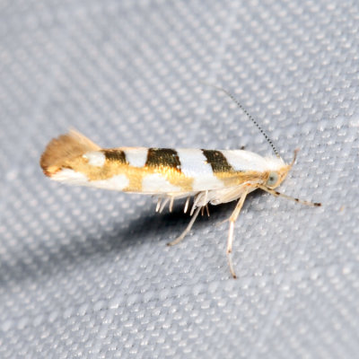 2457  Bronze Alder Moth  Argyresthia goedartella