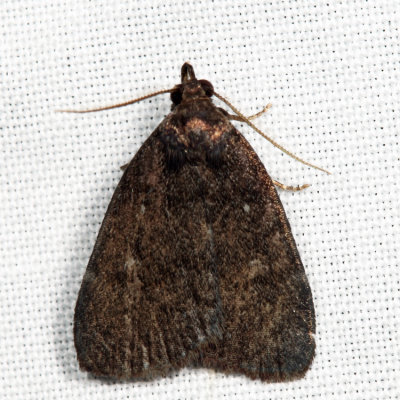 8326 - Rotund Idia - Idia rotundalis