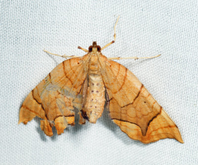 7196 - Lesser Grapevine Looper - Eulithis diversilineata