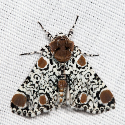 9286 - Harris' Three-spot - Harrisimemna trisignata